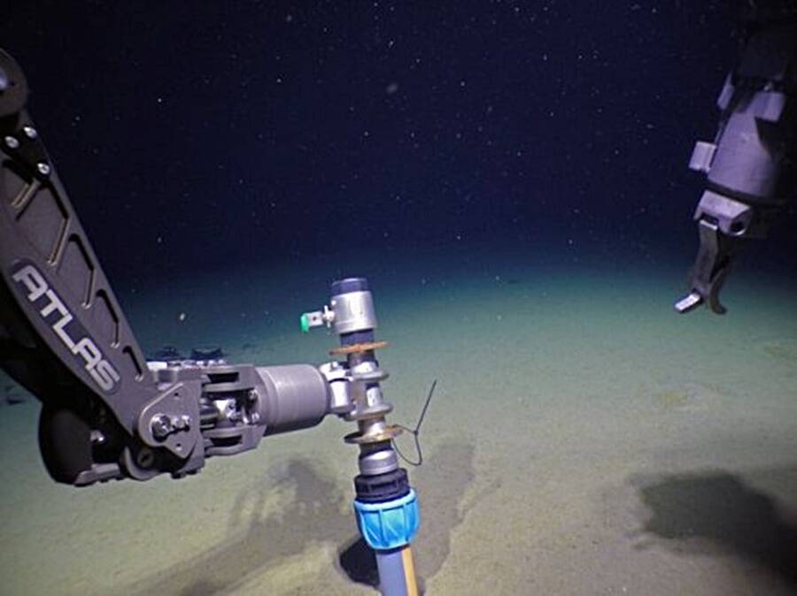 Araştırmacılar, Arktik Okyanusu'nun En Derin Noktalarında Chlamydia Buldu